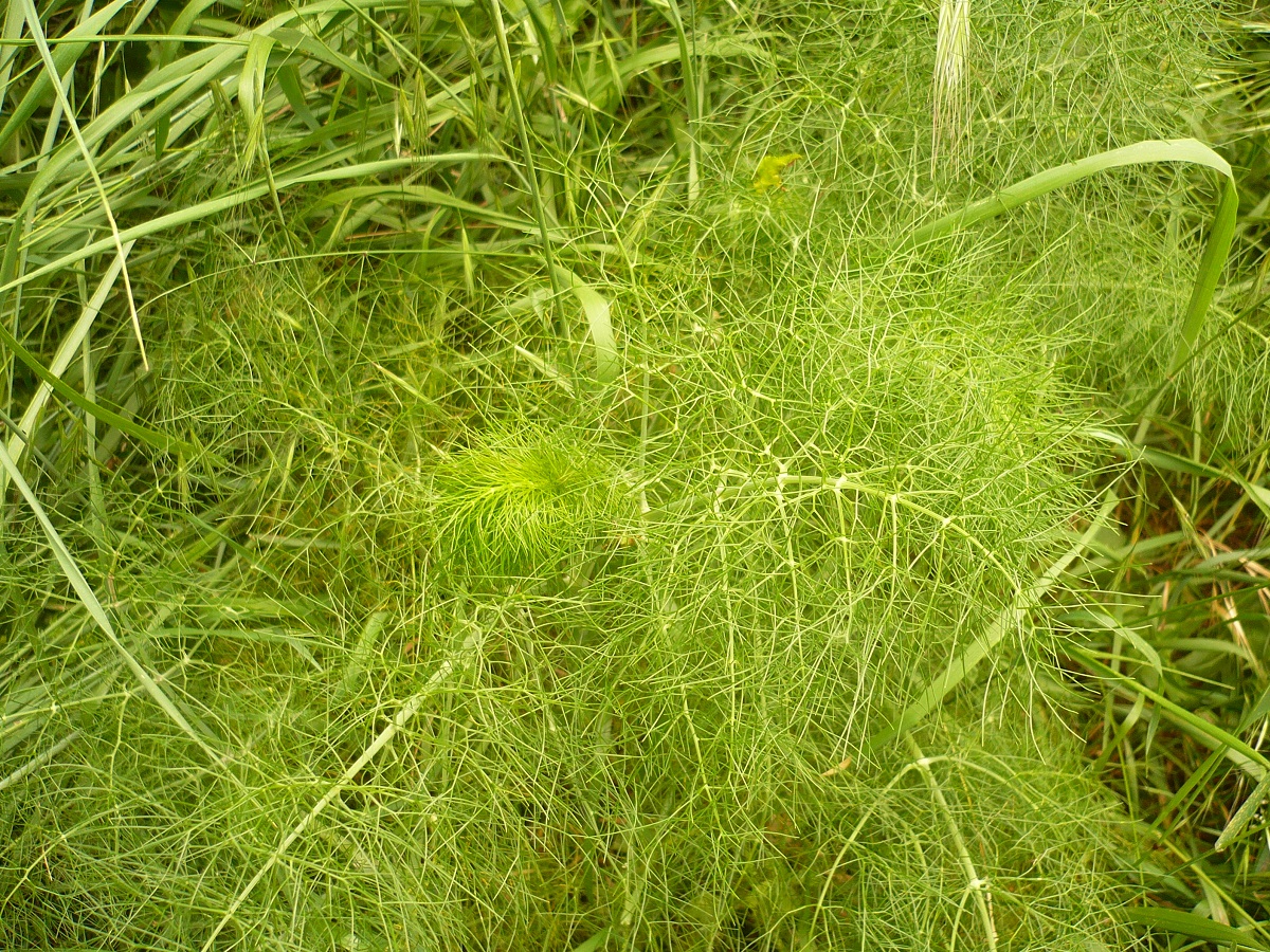 Foeniculum vulgare subsp. vulgare (Apiaceae)